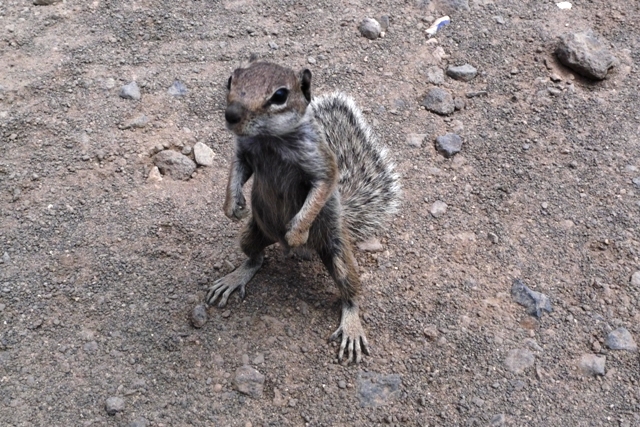 Streifenhörnchen auf Fuerteventura