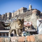 Hauptstadt Tiflis oder Tblissi in Georgien | Travel Delight
