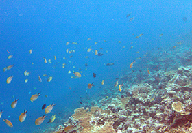 Surf-Villa-Maldives_Himmafushi (81)